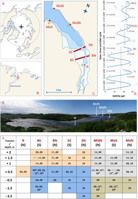 Patterns of spatial and temporal dynamics of mixed Mytilus edulis and M. trossulus populations in a small subarctic inlet (Tyuva Inlet, Barents Sea)